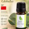 Aroma que trabalha conflitos pelo aprimoramento da comunicação. Fortalece a respiração e o foco mental. Melhora a integração com a vida e atua como purificador geral. Expectorante natural, ajuda a limpar p corpo de toxinas e microorganismos. Auxilia no tratamento de sinusite, rinite e gripes.